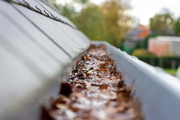 Dirty gutter clogged with leaves needing blower attachment