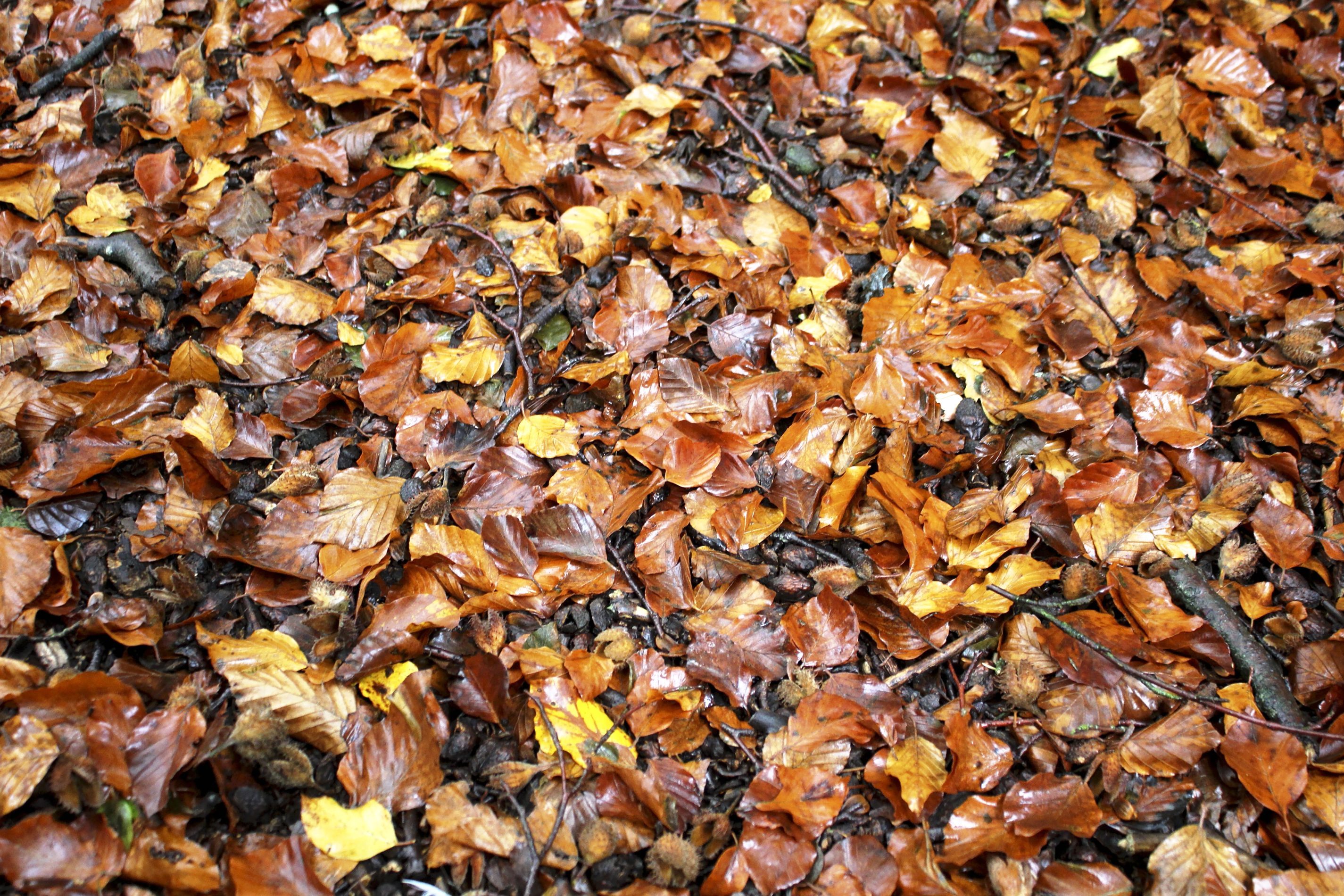 Wet leaves in a gutter requiring high-MPH blower kit
